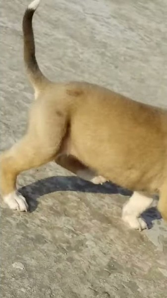 My Pitbull puppy Running First Tim !! Kitty !! pink nose pitbull terrier