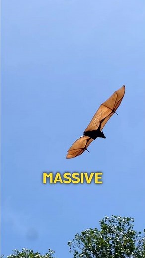 Giant Bats of Puerto Galera (2 Hours from Manila)