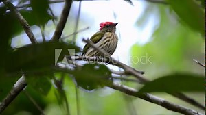 Striped Manakin (Machaeropterus regulus) bird on a branch. Seen from the front. It moves and turn its back to the camera, then, turn around again. Wind balances the twig and leaves. The bird flyes.
