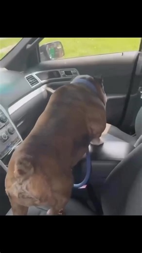 My Dog freaky 😭 | Terrell green