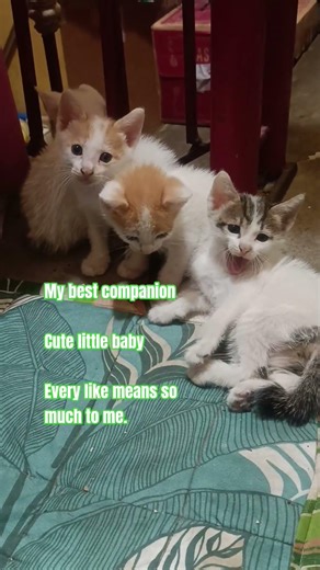 My companion; cute little baby