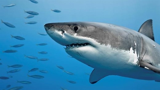 Great white enigma: In search of the Mediterranean’s giant sharks