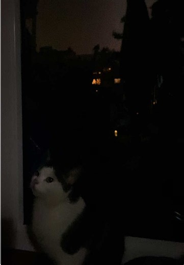 Didl is save❤️. #thunder #asmr #cats #save
