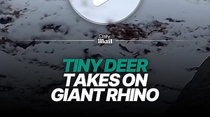 Tiny deer boldly approaches giant rhino in rare encounter