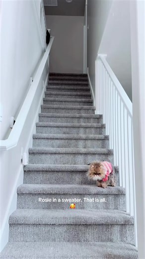 Rosie, our little mama Persian kitty hopping down the stairs. She looks so cute doing it in her sweater. This sweater lasted about ten min.😂 #catsinsweaters #cat #cats #catlovers #catsoftiktok