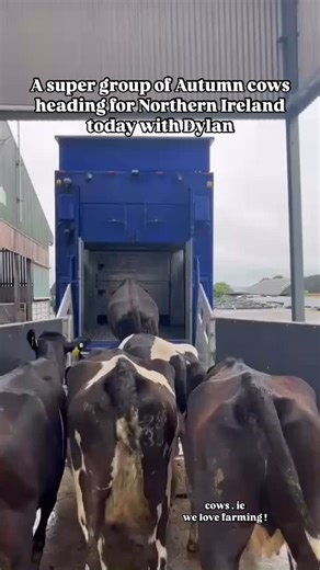 196 reactions · 4 comments | A super group of autumn cows heading for Northern Ireland today with Dylan. Wishing them all the best in their new home… For all your livestock needs whatever your system, get in touch with the team :  Alan +353 87 116 6045  David ‪+353 87 432 3090‬  Shane ‪+44 77 6200 7371‬ • • • • • • #farming #agriculture #fyp #livestock #scania #transport #ireland #to #uk | cows.ie - David Clarke Livestock | Facebook