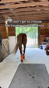 1.3K views · 50 reactions | Don’t let your trauma turn you into a bully. #peacelovehorses | Equi Evolution | Facebook