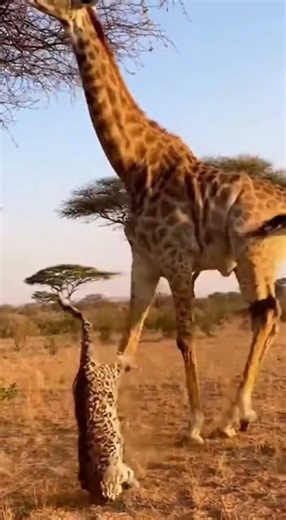 Giraffe Sends Leopard Flying With One Powerful Kick