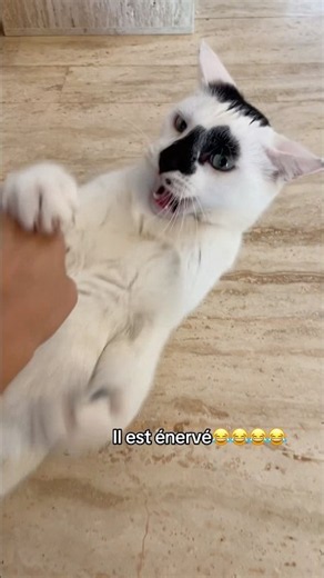Il a 0 patience ce chat🤣🤣🤣 #pourtoi #chat #trend