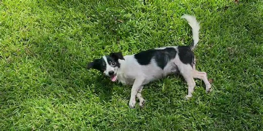 Angel Paws Advocates seeking fosters for 8 dogs abandoned on East Texas property