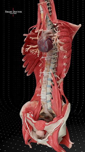 103K views · 1.8K reactions | Anatomical Breakdown of the Female Body...
