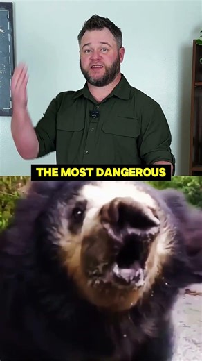 The Bear That Hunts Insects But Attacks Humans