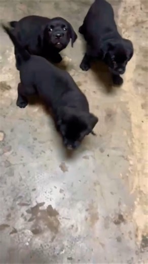 Black Labrador Puppies Playing