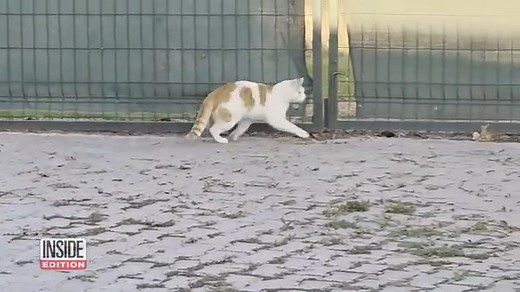 Cat Plays Deadly Game With Helpless Mouse 🐱🐭 Caught on camera in Northern Turkey — a cat showing off its wild side! It caught a mouse, paraded it like a trophy, then released it just to catch it again. A real-life game of fear and instinct. #ViralCat #NatureInAction #CaughtOnCamera #ViralNow #TrendingMalaysia | RR&R - Entertainment