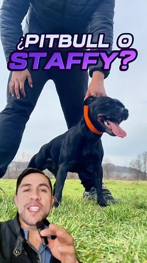 Pitbull vs STAFFY: Understanding the Key Differences