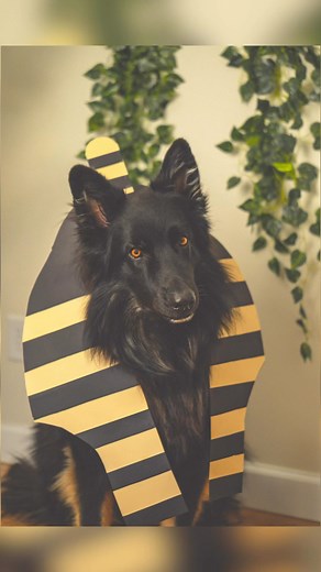 David Ian Howe on Instagram: "Anubis ••• In Egyptian mythology Anubis the god of the dead. However this is not to be confused with the god “death.” Anubis is also referred to as the god of the afterlife, graves, tombs, and mummification. ••• Name We English speakers call this god Anubis. This has to do with the long history of Greek being the lingua franca of the classical world. While his ancient Egyptian name was “Inpu;” which likely derives from the verb “imp,” meaning “to decay.” ••• Cynolog