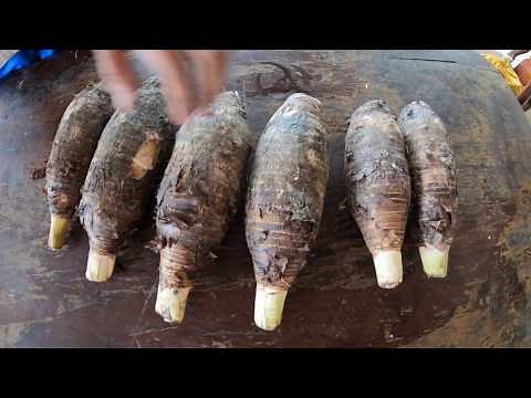 How to Germinate Taro Root Tip