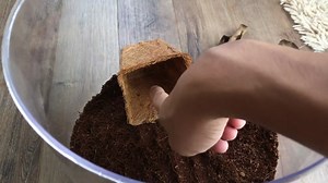 188K views · 3.3K reactions | A BEAUTIFUL HUNTSMAN SPIDER 李 #exoticpet #spider #tarantula #tarantulas #exoticslair | Exotics Lair | Facebook