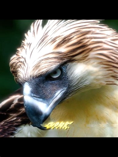 Philippine Eagle vs Bald Eagle: A Epic Bird Showdown