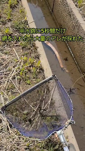 ガサガサ用水路での生き物捕獲実験
