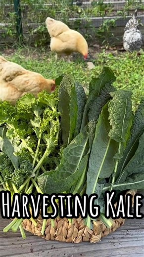 Harvesting Kale: Blue Curled Scotch & Lacinato Varieties