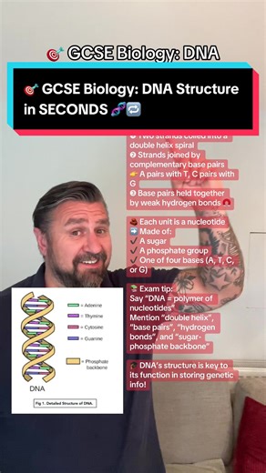 🎯 GCSE Biology: DNA Structure in SECONDS 🧬🔁 #GCSEBiology #DNAStructure #DoubleHelix #RevisionTok #ScienceHack #learnontiktok #stem #teachersoftiktok #dna #genetics #aqa #edexcel