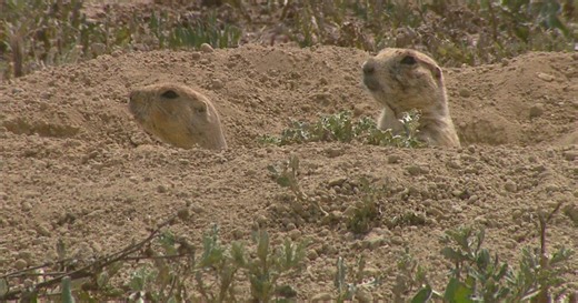 Volunteers work to conserve prairie dog colony in Longmont community