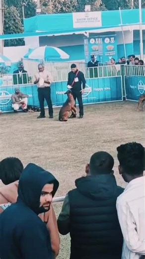 Belgium Malinois# Dog# Scent tracking command