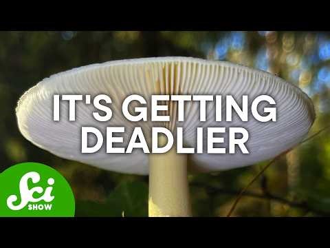 The World's Deadliest Mushroom is Getting Deadlier