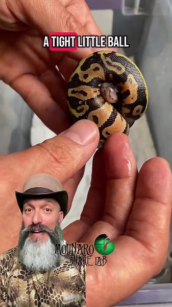 Woah! Take a look at these baby snakes!