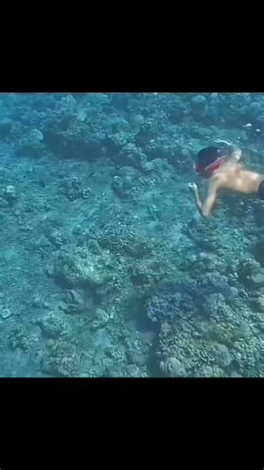 Float like a butterfly, sting like a triggerfish Our advice: don't try to box one; triggers look cute but they can leave a mark. A triggerfish attack is one of the scariest encounters many a diver will ever face 😅 | KILLSHOT Life