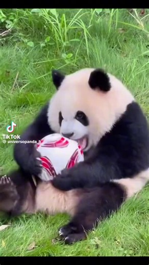 SIS SIONG (@sis.siong)’s videos with 原声 - SIS SIONG