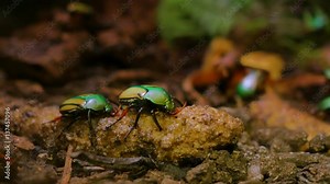 Beautiful yellow-green beetles crawling along the ground. Nature video. 4K, 3840*2160, high bit rate, UHD