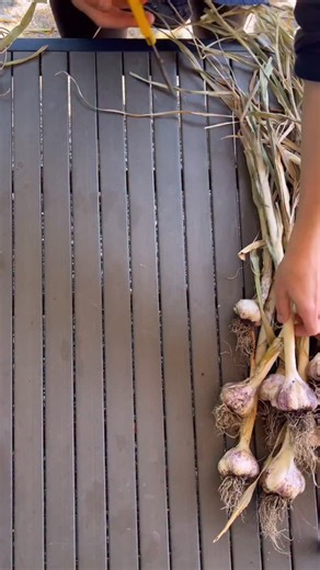 23K views · 6K reactions | Garlic is often planted in the fall...