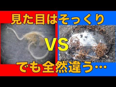 ミトコンドリアの起源は別の生物！？──酸素と共に進化した細胞たちの物語