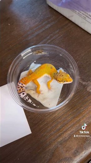 Unboxing NEW Leopard Gecko! 😍