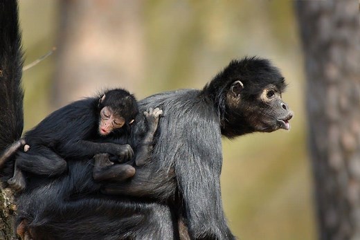 North American Monkeys: Why They Don't Exist Here Natively