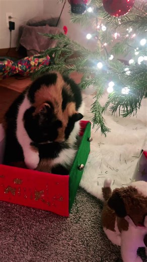 Duncan & Maggie (@buckleycats)’s videos with Polar Express - ❄️🎄- Toby -🎄❄️