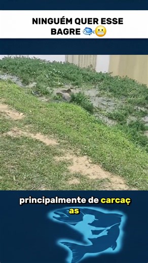 NINGUÉM QUER ESSE BAGRE QUE COME CARCAÇAS E SE MULTIPLICA RÁPIDO 🐟😬 #peixe #barcopesqueiro #peixes