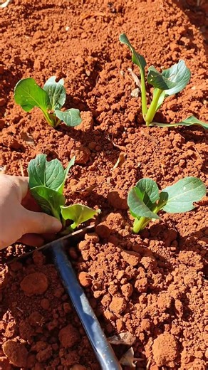 Planting Chinese cabbage plants Tutorial #farming #shorts