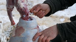 Male Hands Cut Off Head Animal Stock Footage Video (100% Royalty-free) 1023813718 | Shutterstock