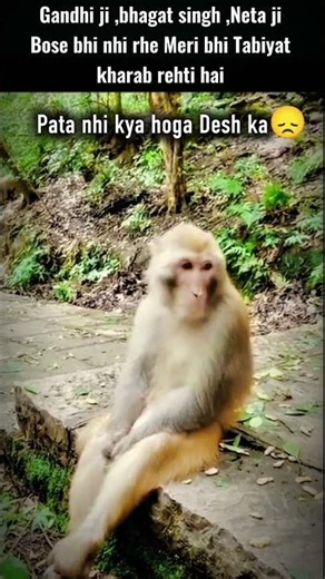 Ab To Modi Ji Se Bhi Nhi Ho Rha #trending #funny #class10 #monkey #shorts
