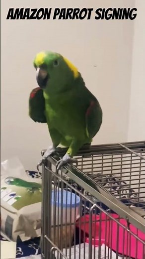 Amazon Parrot Singing Song | Yellow-headed amazon Parrot | Talking Parrot | Amazon Parrot