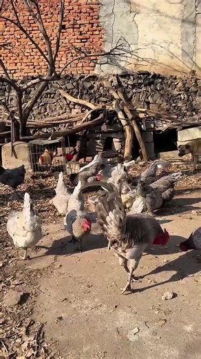 Exploring Sustainable Hen Farming in Rural Life