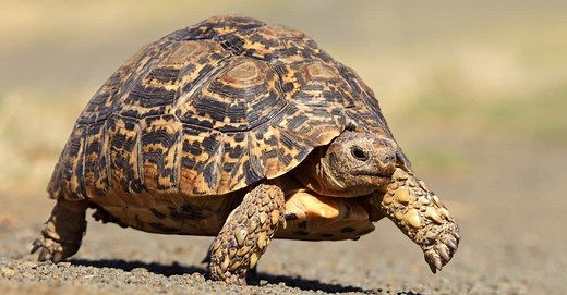 The 8 Best Tortoise Breeds to Keep as Pets in 2024