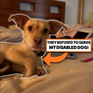 63K views · 1.8K reactions | My disabled dog got profiled  | Go Fetch | Facebook