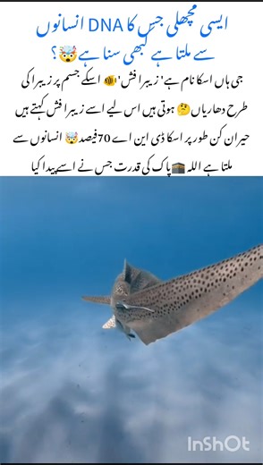 Zebrafish Facts That Will Blow Your Mind 🐟✨ #zebrafish #naturefacts #nature #wildlife #shorts