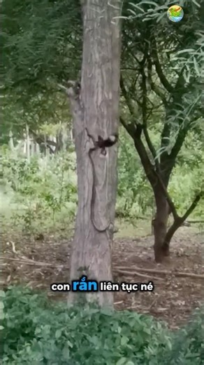 😱 Parent birds risk their lives fighting snakes to protect their nest.