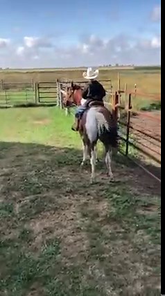 Opening and closing a gate will truly bring out what needs to be worked on as far as the basics (as well as patience). Gate work requires moving front and hind ends, backing, sidepass, forward motion, standing still you name it, it requires it to operate a gate smoothly. You must teach and train in steps! | Enck's Training LLC