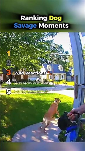 Ranking Dog Savage Moments 😎🐶 Wild Dog Attitude || #dogshorts #doglife ‪@PawPals3‬